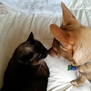 Meet your Posher, Diana